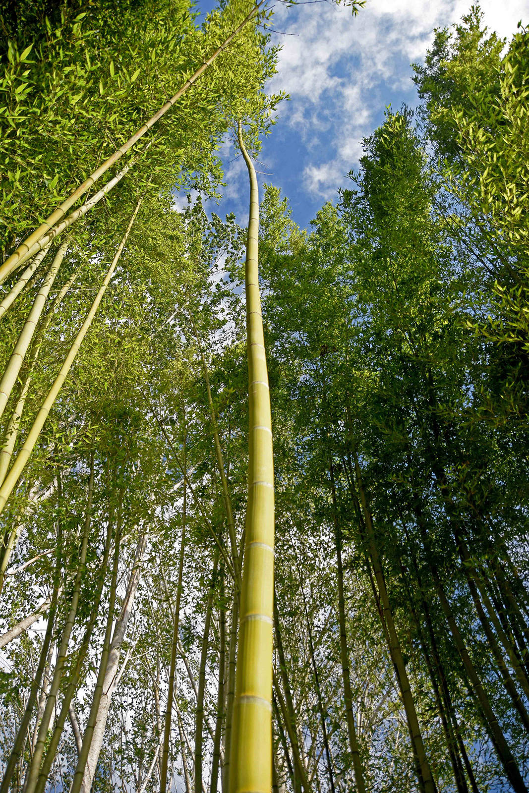 Áreas de Formación
