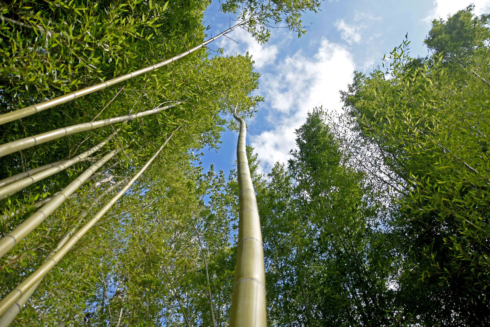 Áreas de Formación
