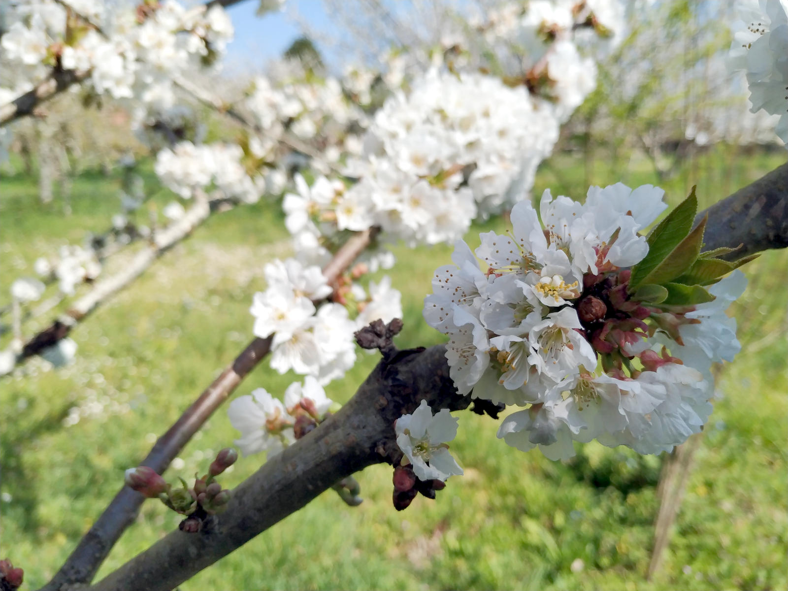 Áreas de Formación