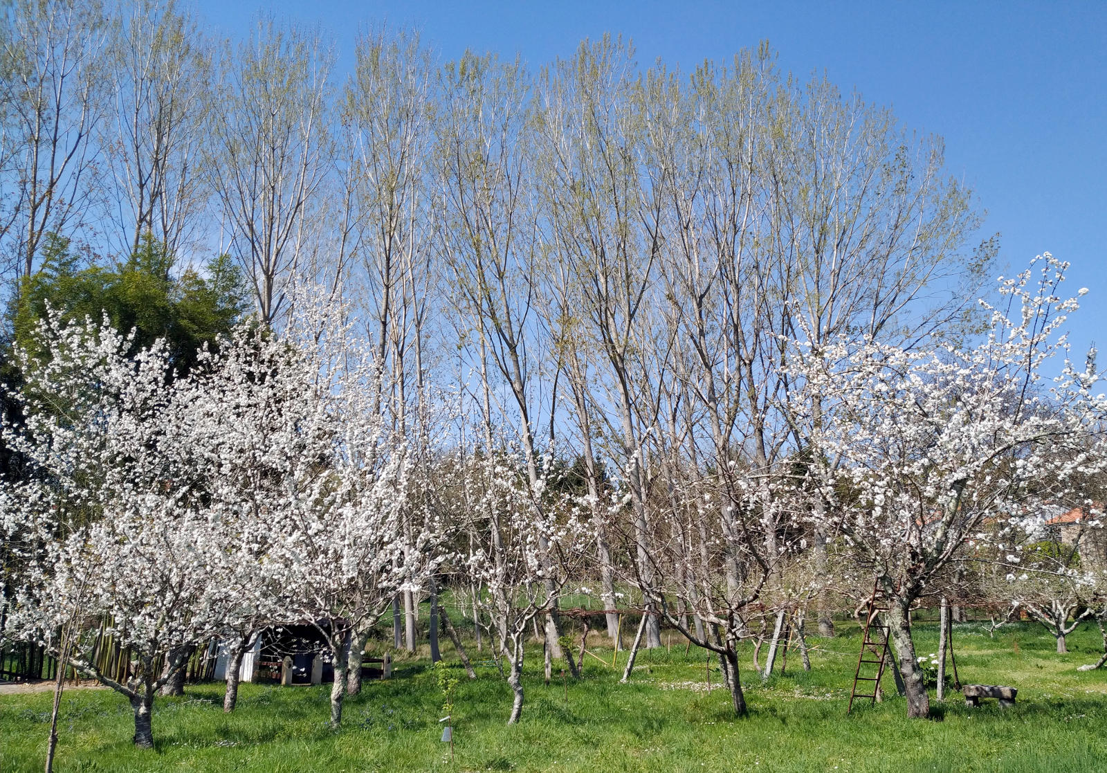 Áreas de Formación
