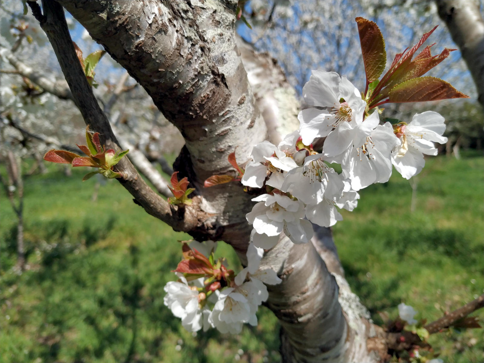 Áreas de Formación